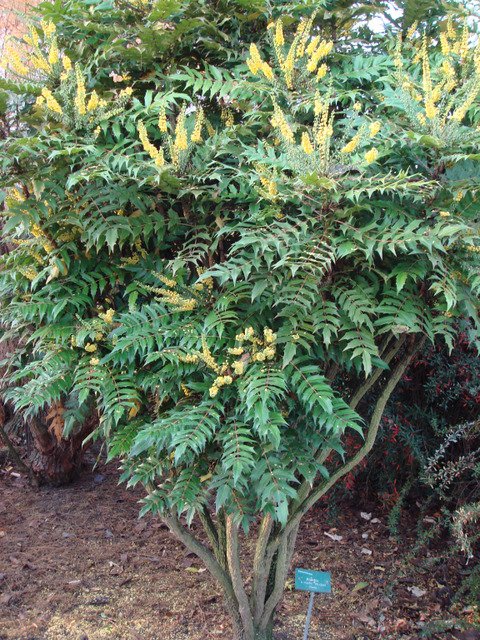 Mahonia x media 'Charity' P30